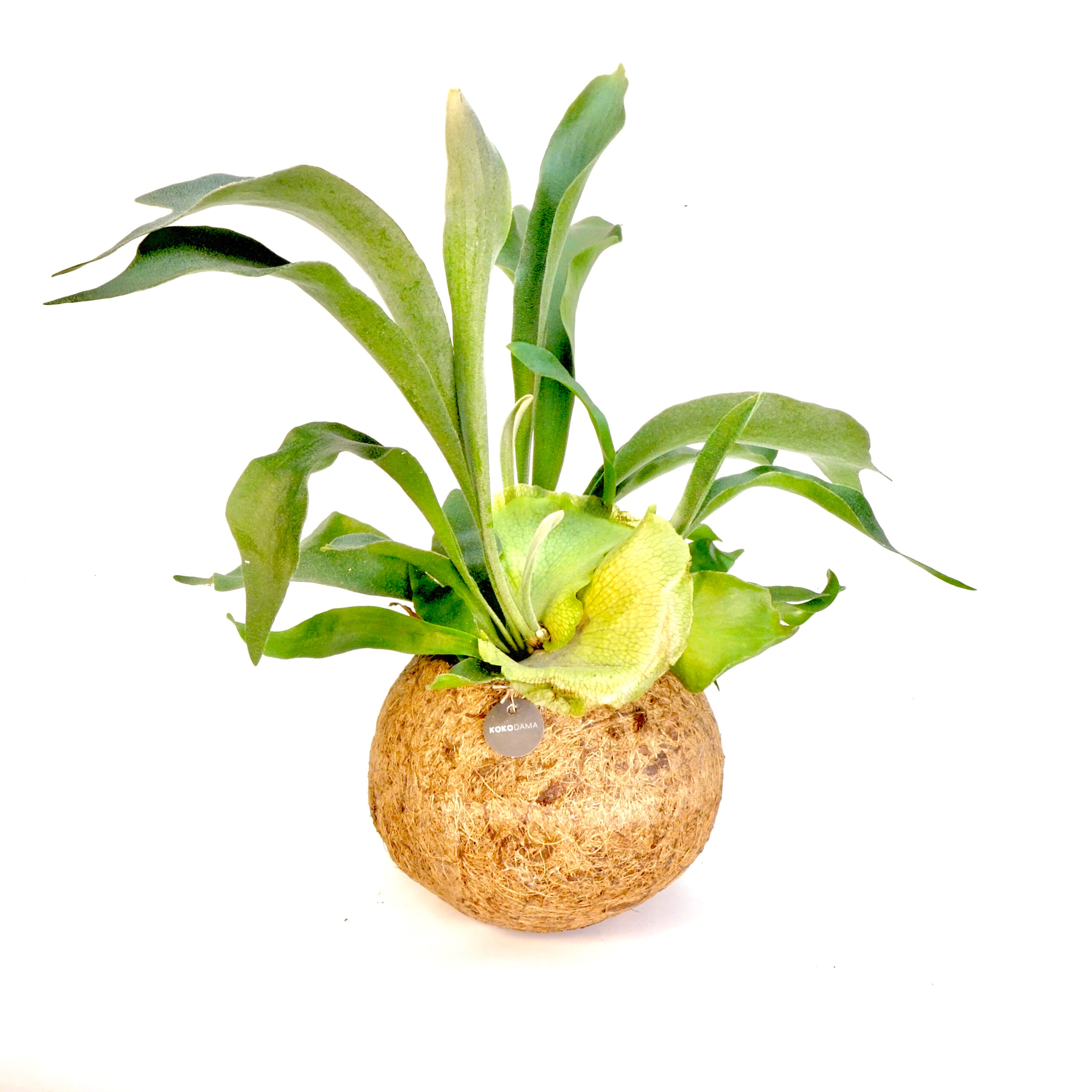 Kokodama Platycerium Kokodama